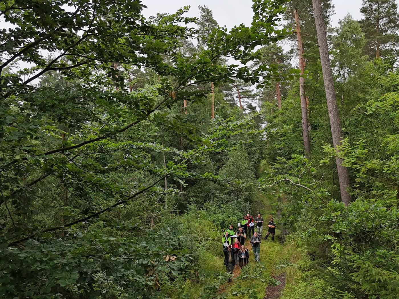 Waldanteil in Thüringen im EU-Vergleich nicht hoch. (Illustration) / Foto: Martin Schutt/dpa