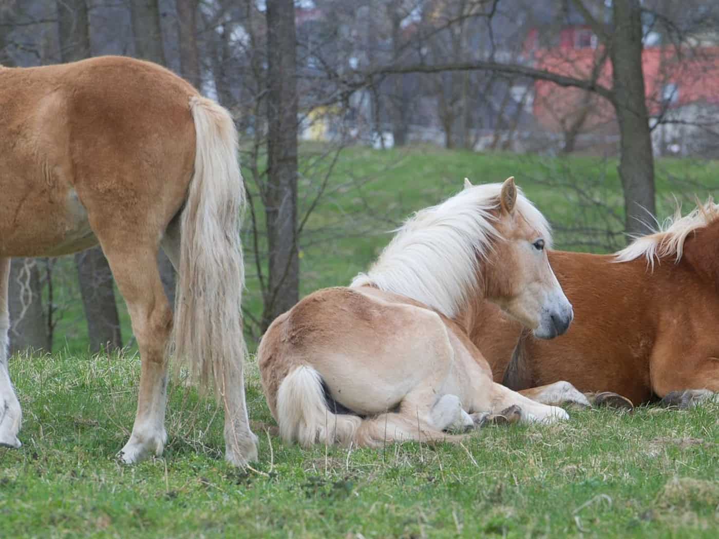 Thüringen will seine Haflinger-Herde versteigern. (Symbolbild) / Foto: picture alliance / ZB