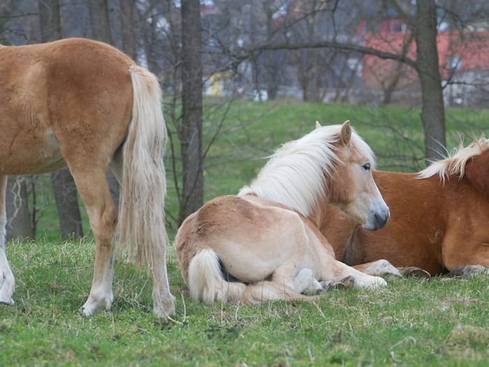Thüringens Haflinger-Herde kommt unter den Hammer