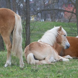 Thüringen will seine Haflinger-Herde versteigern. (Symbolbild) / Foto: picture alliance / ZB