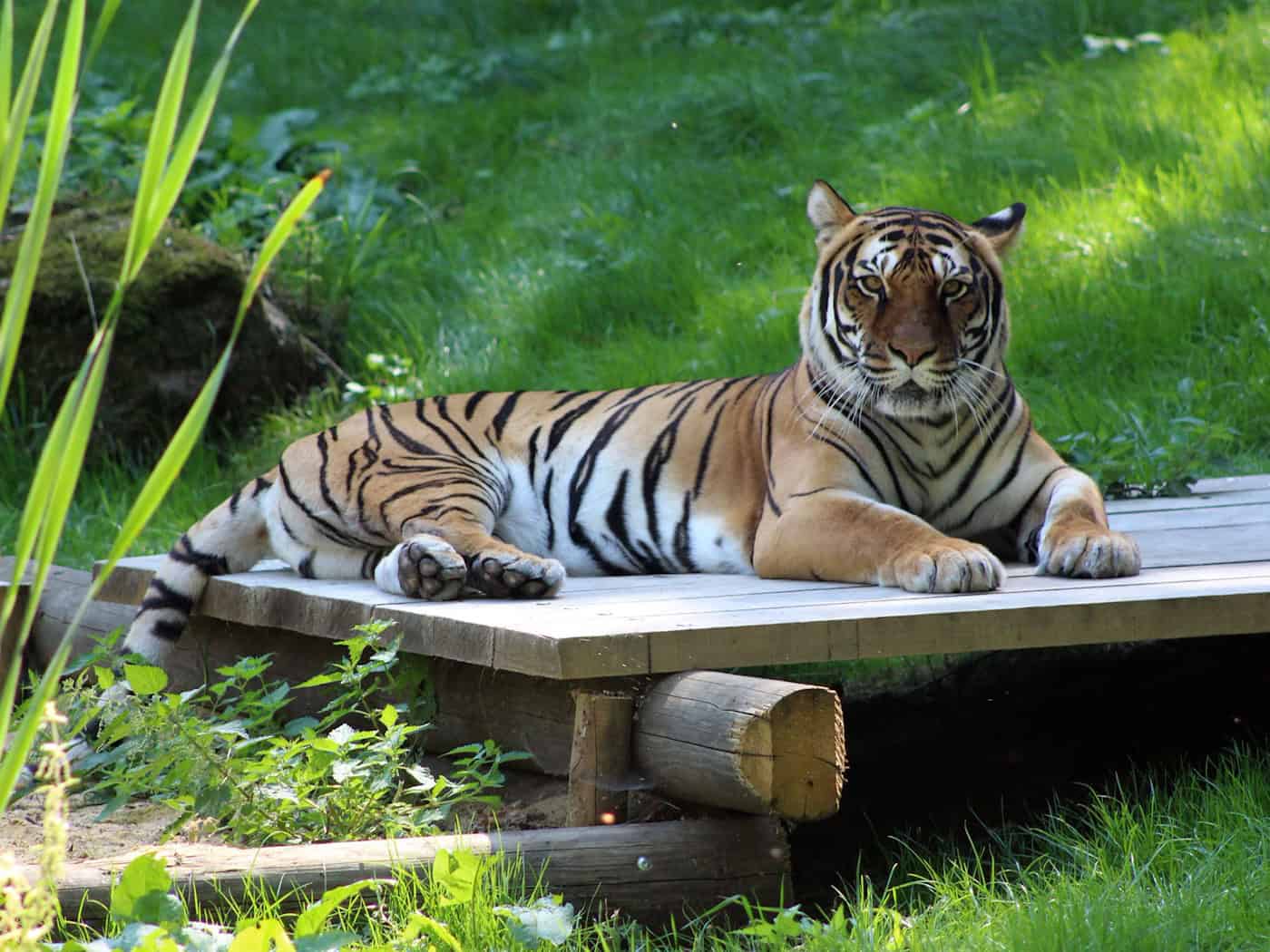 Infolge einer Tumorerkrankung ist Bengal-Hybrid-Tigerin Indira eingeschläfert worden. / Foto: KulTourStadt Gotha GmbH/dpa