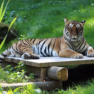 Infolge einer Tumorerkrankung ist Bengal-Hybrid-Tigerin Indira eingeschläfert worden. / Foto: KulTourStadt Gotha GmbH/dpa