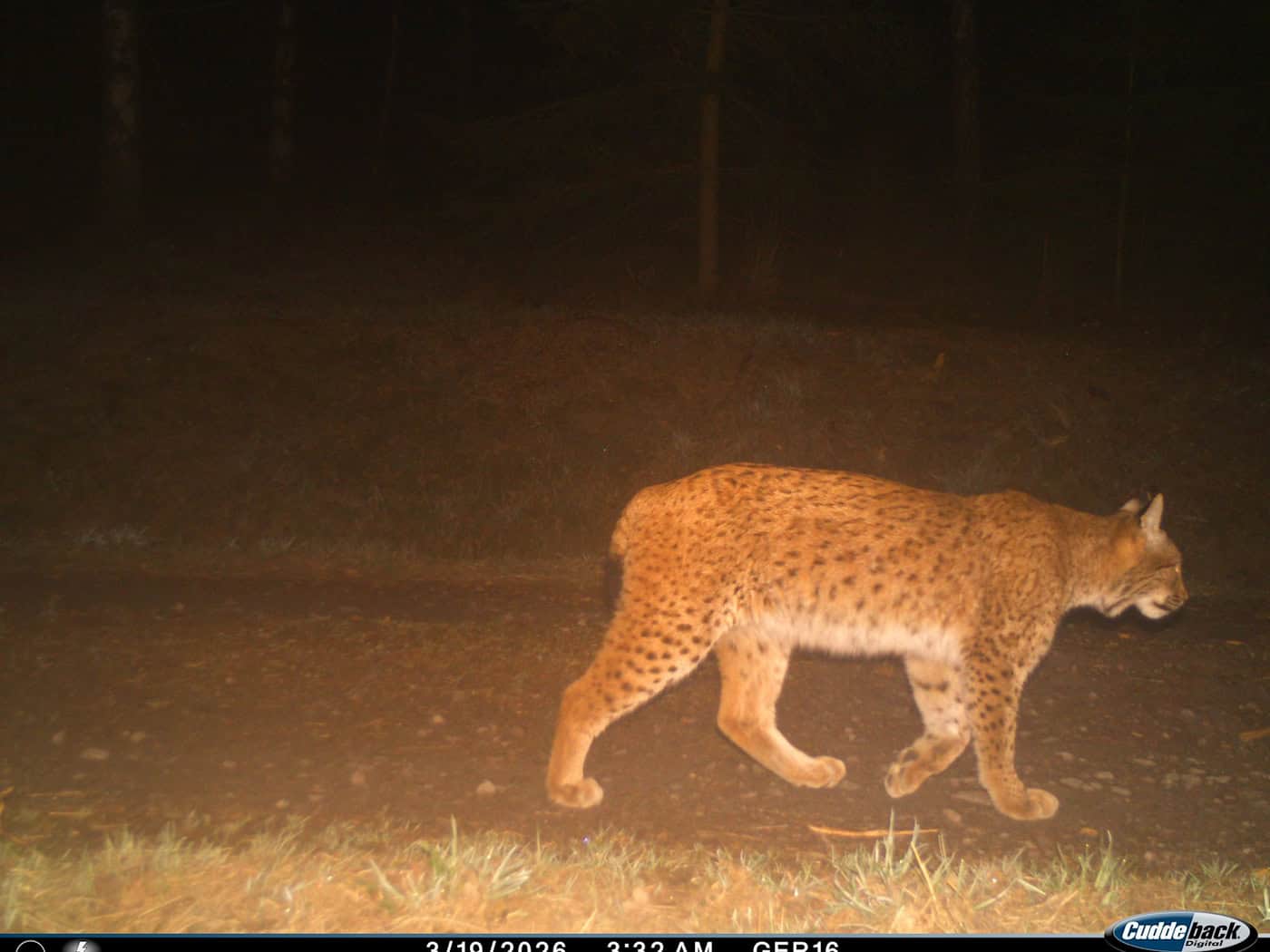 Die Luchsin Vreni wurde im August 2024 im Thüringer Wald ausgewildert, kurz darauf fiel ihr GPS-Sender aus. / Foto: Luchs Thüringen/BUND Landesverband Thüringen/dpa