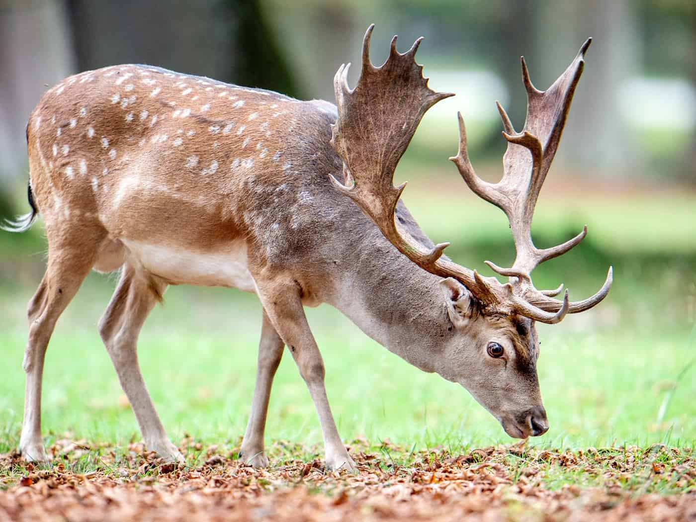 Ein Hirsch und neun weibliche Damwildtiere sind aus einem Gehege im Kyffhäuserkreis entkommen. (Symbolbild) / Foto: Hauke-Christian Dittrich/dpa