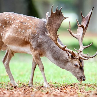 Ein Hirsch und neun weibliche Damwildtiere sind aus einem Gehege im Kyffhäuserkreis entkommen. (Symbolbild) / Foto: Hauke-Christian Dittrich/dpa