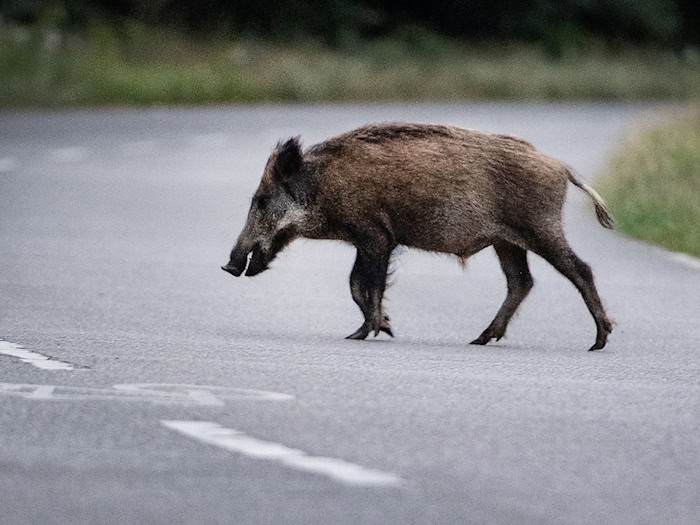 Überqueren Wildschweine eine Straße, kann es gefährlich werden - für Mensch und Tier. (Symbolbild)  / Foto: Paul Zinken/dpa