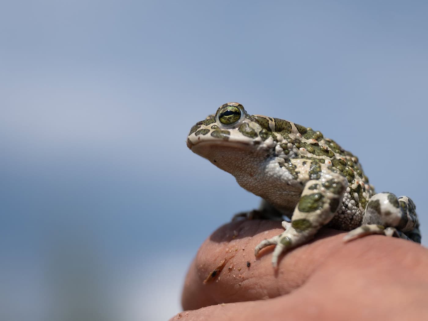 Wechselkröten sind selten geworen in Thüringen. Amphibienschutzzäune sollen die Tiere davor schützen, bei ihren Wanderungen überfahren zu werden. (Archivbild) / Foto: Sebastian Gollnow/dpa