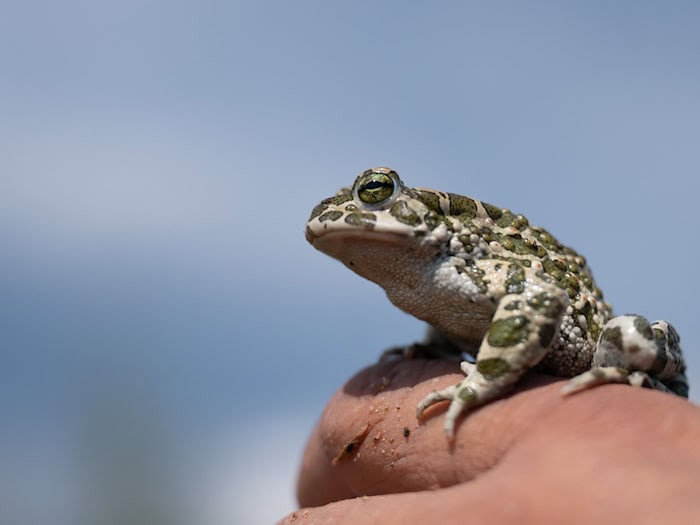 Wechselkröten sind selten geworen in Thüringen. Amphibienschutzzäune sollen die Tiere davor schützen, bei ihren Wanderungen überfahren zu werden. (Archivbild) / Foto: Sebastian Gollnow/dpa