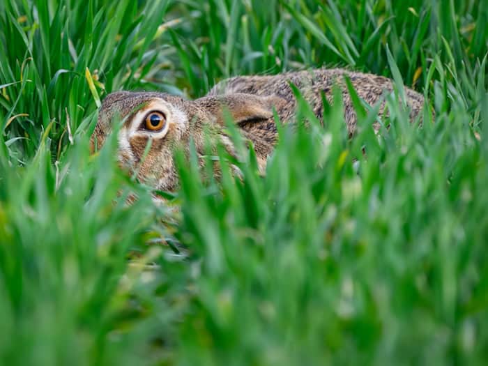 Im Landkreis Sonneberg sind bei Mäharbeiten zwei junge Feldhasen schwer verletzt worden. (Symbolbild) / Foto: Patrick Pleul/dpa