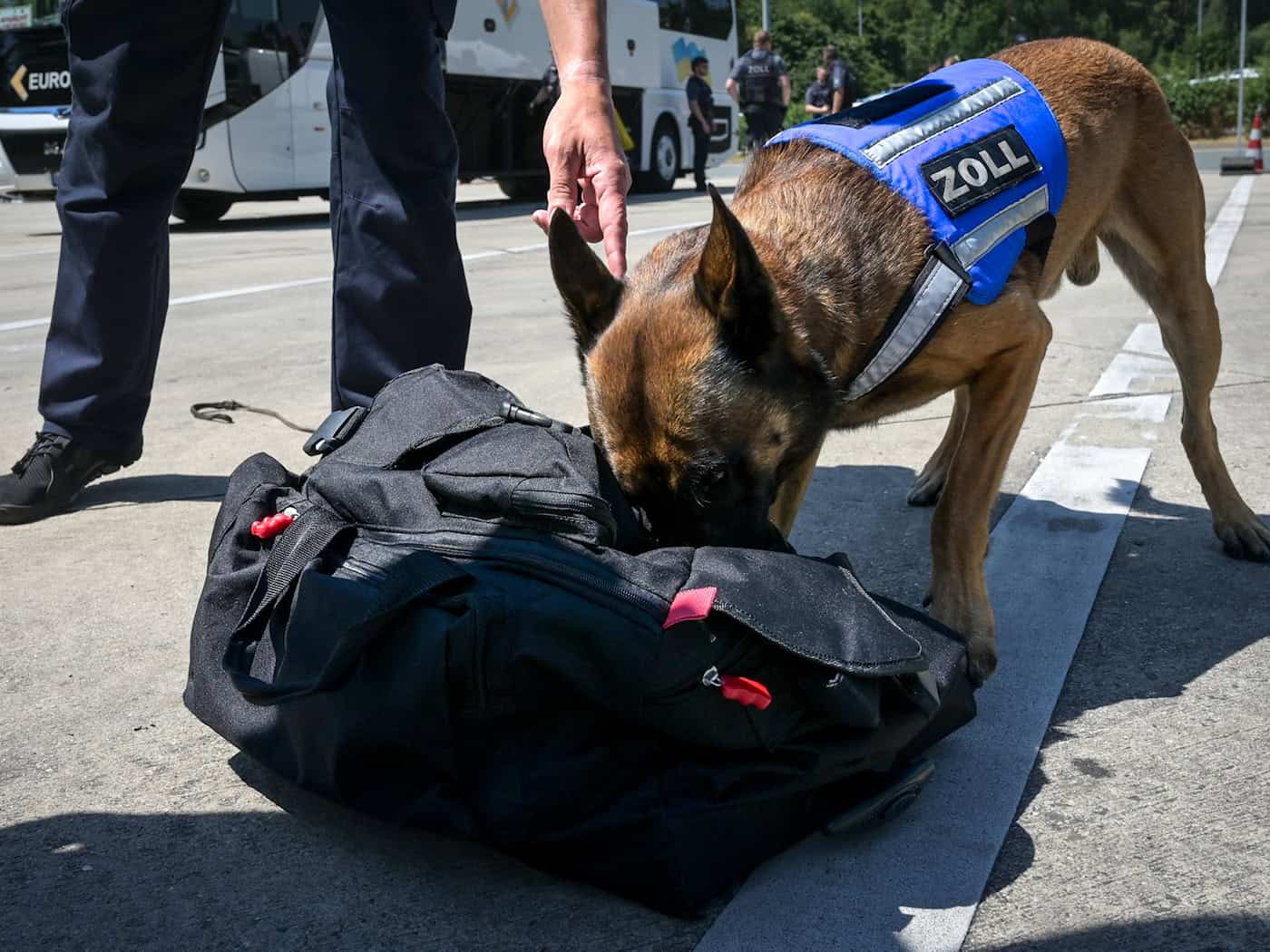 Zollhund Riki schiebt auch mal die Schnauze tief in die Taschen, die er untersuchen soll. / Foto: Heiko Rebsch/dpa