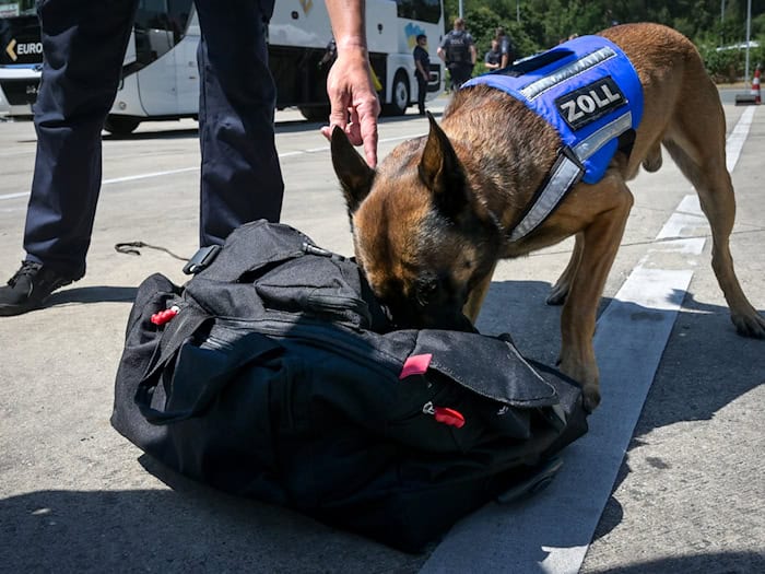 Zollhund Riki schiebt auch mal die Schnauze tief in die Taschen, die er untersuchen soll. / Foto: Heiko Rebsch/dpa
