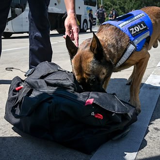 Zollhund Riki schiebt auch mal die Schnauze tief in die Taschen, die er untersuchen soll. / Foto: Heiko Rebsch/dpa