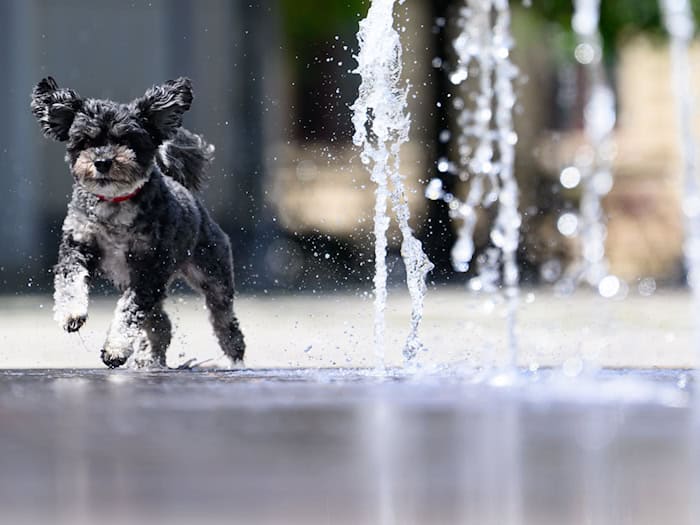 Auf bis zu 36 Grad steigen die Temperaturen in Sachsen, Sachsen-Anhalt und Thüringen. (Archivbild) / Foto: Robert Michael/dpa