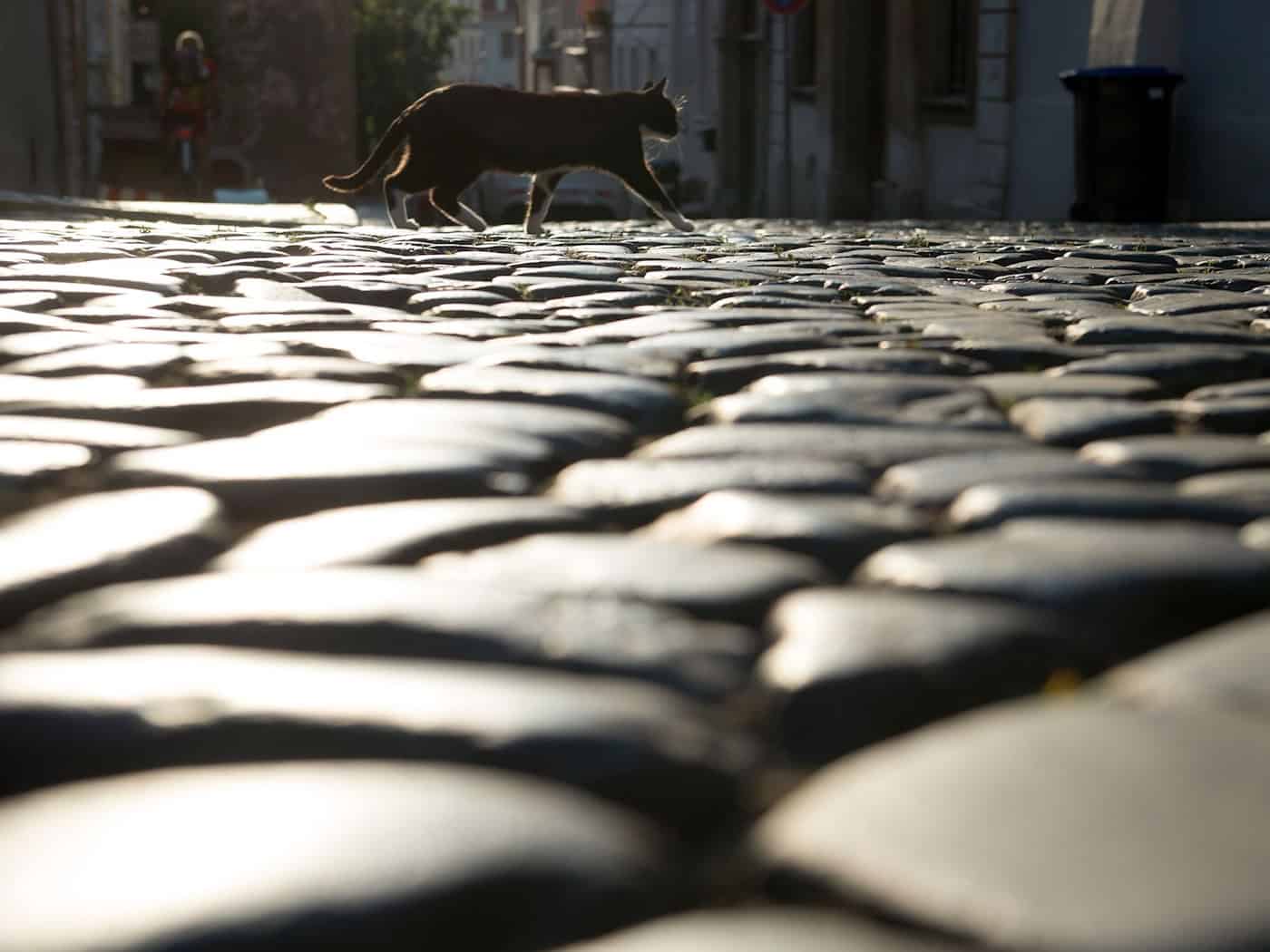 Bis Mitte Juli wollen Ninis Besitzer die Katze abholen. (Symbolbild) / Foto: Sebastian Kahnert/ZB/dpa