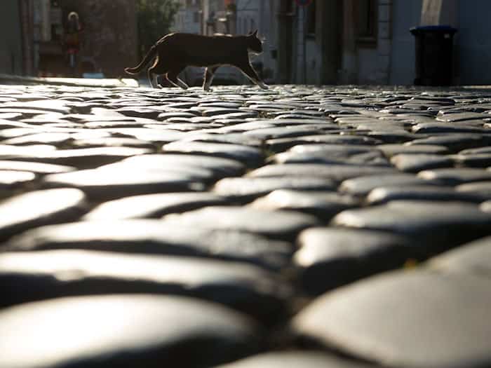 Bis Mitte Juli wollen Ninis Besitzer die Katze abholen. (Symbolbild) / Foto: Sebastian Kahnert/ZB/dpa