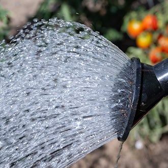 Wasser mit der Gießkanne zu schöpfen, bleibt erlaubt. (Symbolbild) / Foto: Hendrik Schmidt/dpa