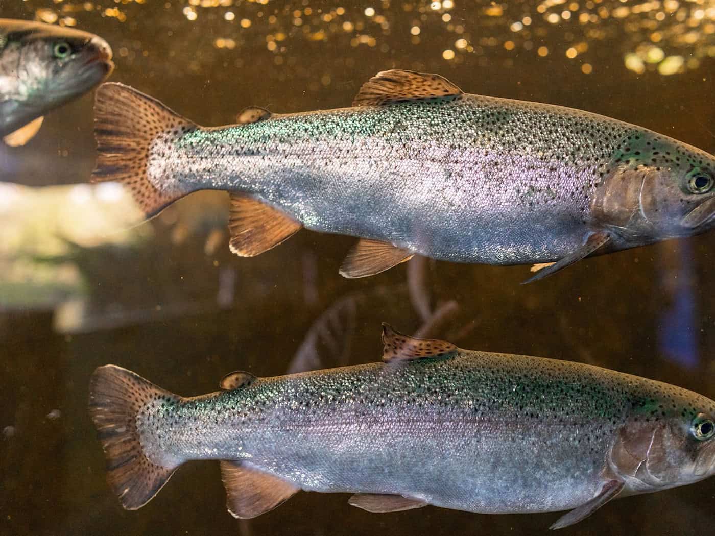 In Thüringen werden vor allem Regenbogenforellen und Karpfen in Aquakulturen produziert. (Archivbild) / Foto: Jens Büttner/dpa/ZB