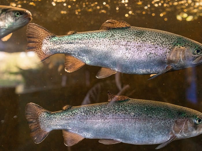 In Thüringen werden vor allem Regenbogenforellen und Karpfen in Aquakulturen produziert. (Archivbild) / Foto: Jens Büttner/dpa/ZB