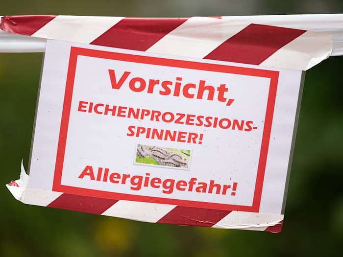 Die Raupen werden auf unterschiedliche Art bekämpft. (Archivbild) / Foto: Friso Gentsch/dpa