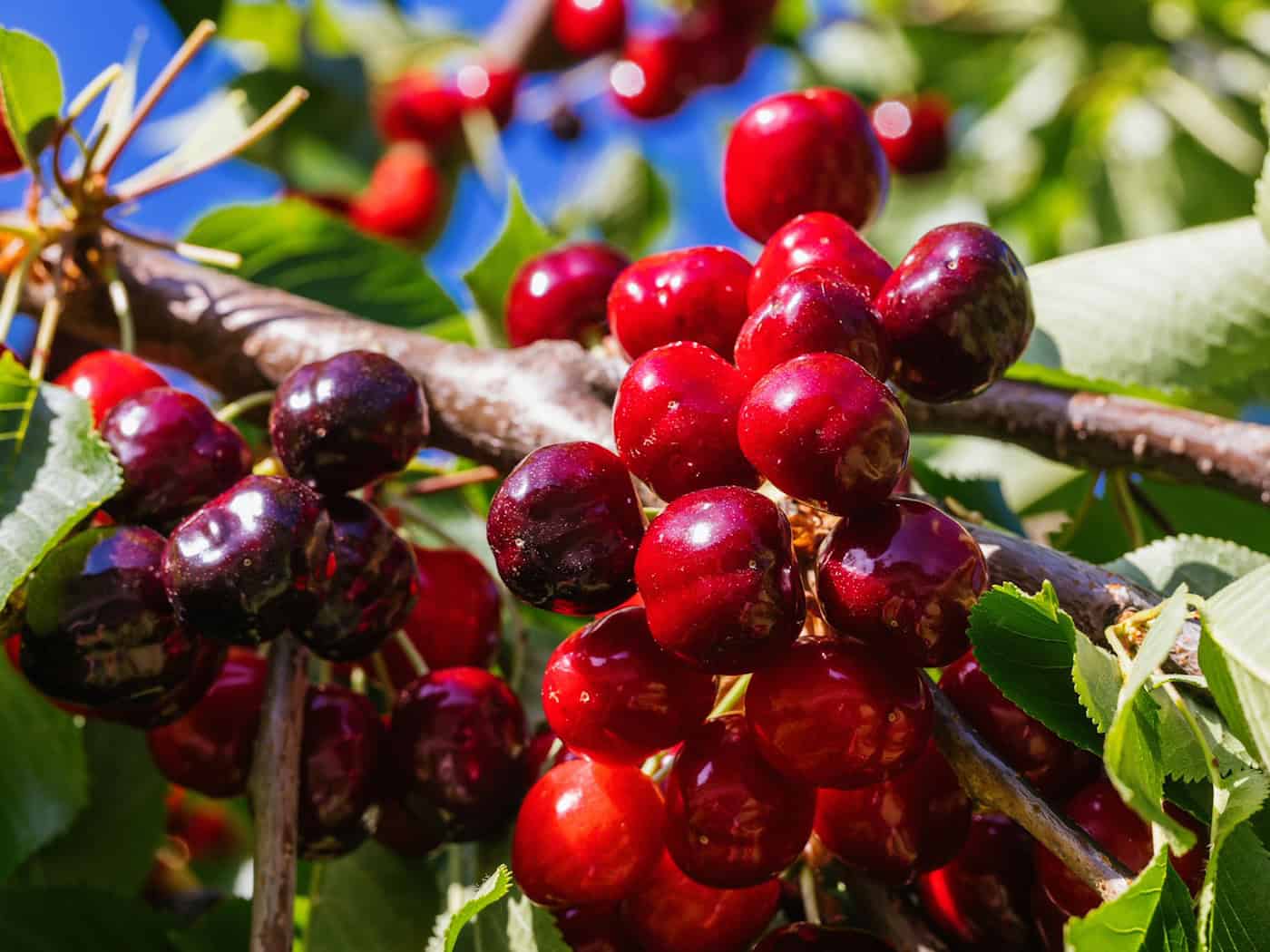 Thüringens Obstbauern können in diesem Jahr besonders viele Kirschen ernten. (Symbolbild) / Foto: Philipp von Ditfurth/dpa