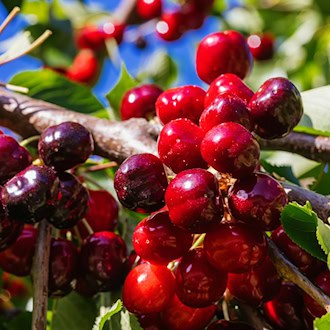 Thüringens Obstbauern können in diesem Jahr besonders viele Kirschen ernten. (Symbolbild) / Foto: Philipp von Ditfurth/dpa