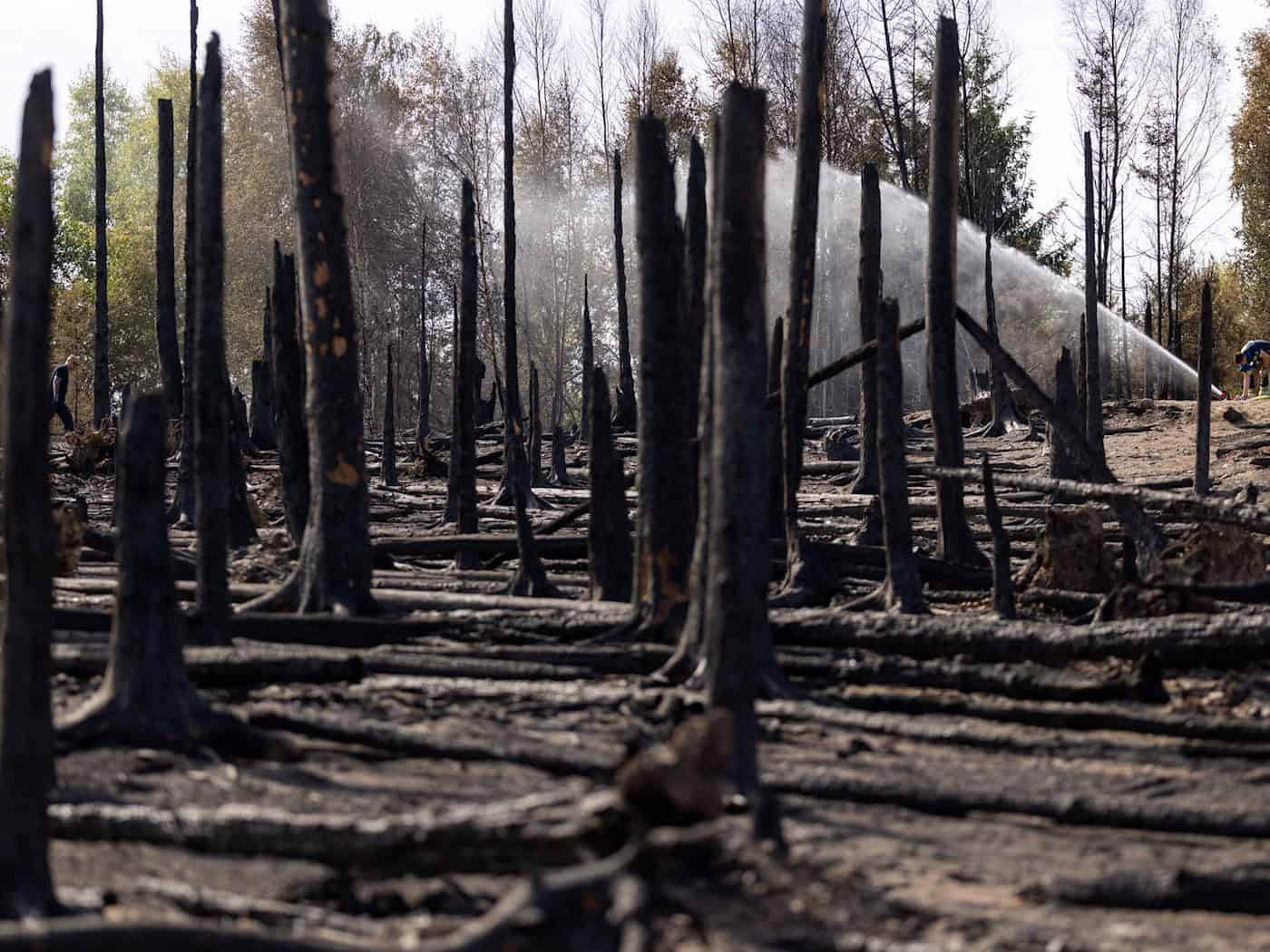 Die Waldbrandsaison läuft von März bis Oktober. In der Zeit wird auch immer eine Waldbrandgefahrenprognose erstellt, um besonders gefährdete Regionen zu erkennen. (Symbolbild)  / Foto: Michael Reichel/dpa