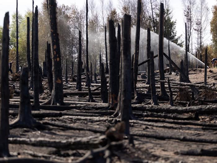 Die Waldbrandsaison läuft von März bis Oktober. In der Zeit wird auch immer eine Waldbrandgefahrenprognose erstellt, um besonders gefährdete Regionen zu erkennen. (Symbolbild)  / Foto: Michael Reichel/dpa