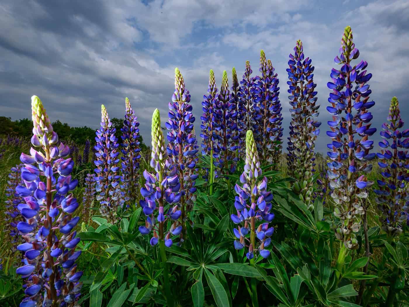 Die Vielblättrige Lupine, auch Stauden-Lupine genannt, kann zur Bedrohung für die etablierte Bergwiesen-Flora werden. (Symbolbild) / Foto: Patrick Pleul/dpa