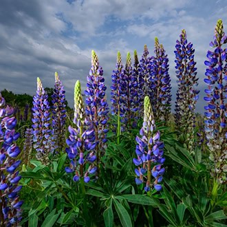 Die Vielblättrige Lupine, auch Stauden-Lupine genannt, kann zur Bedrohung für die etablierte Bergwiesen-Flora werden. (Symbolbild) / Foto: Patrick Pleul/dpa