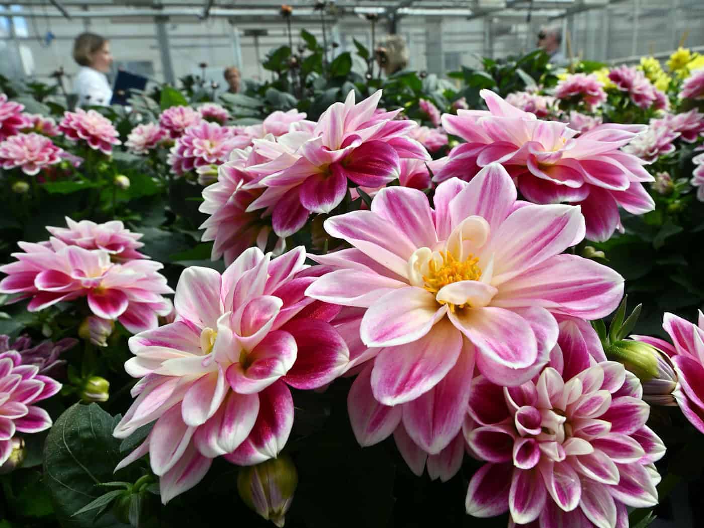 Thüringer Gartenbau unter Druck: Zahl der Zierpflanzenbetriebe sinkt deutlich