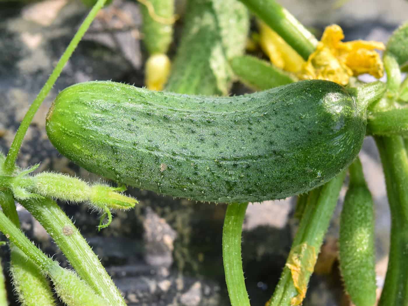 Knackige Gurken im Garten einer Anwohnerin fielen dem Hunger des Schafbocks zum Opfer. (Symbolbild) / Foto: picture alliance / Patrick Pleul/dpa-Zentralbild/ZB