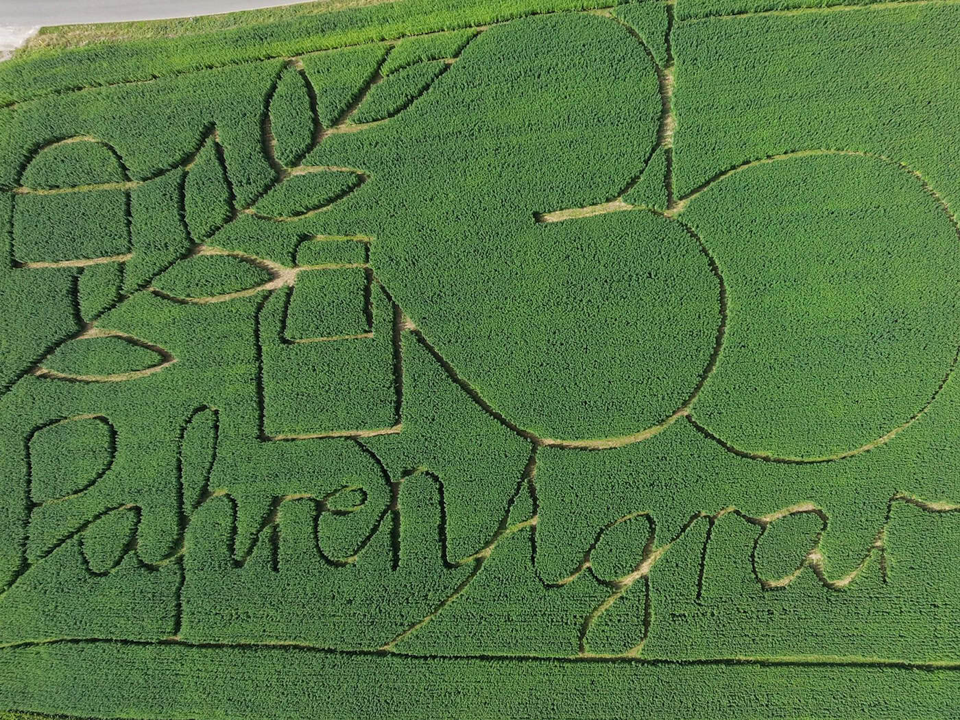 Durchs hohe Grün: Hanflabyrinth öffnet