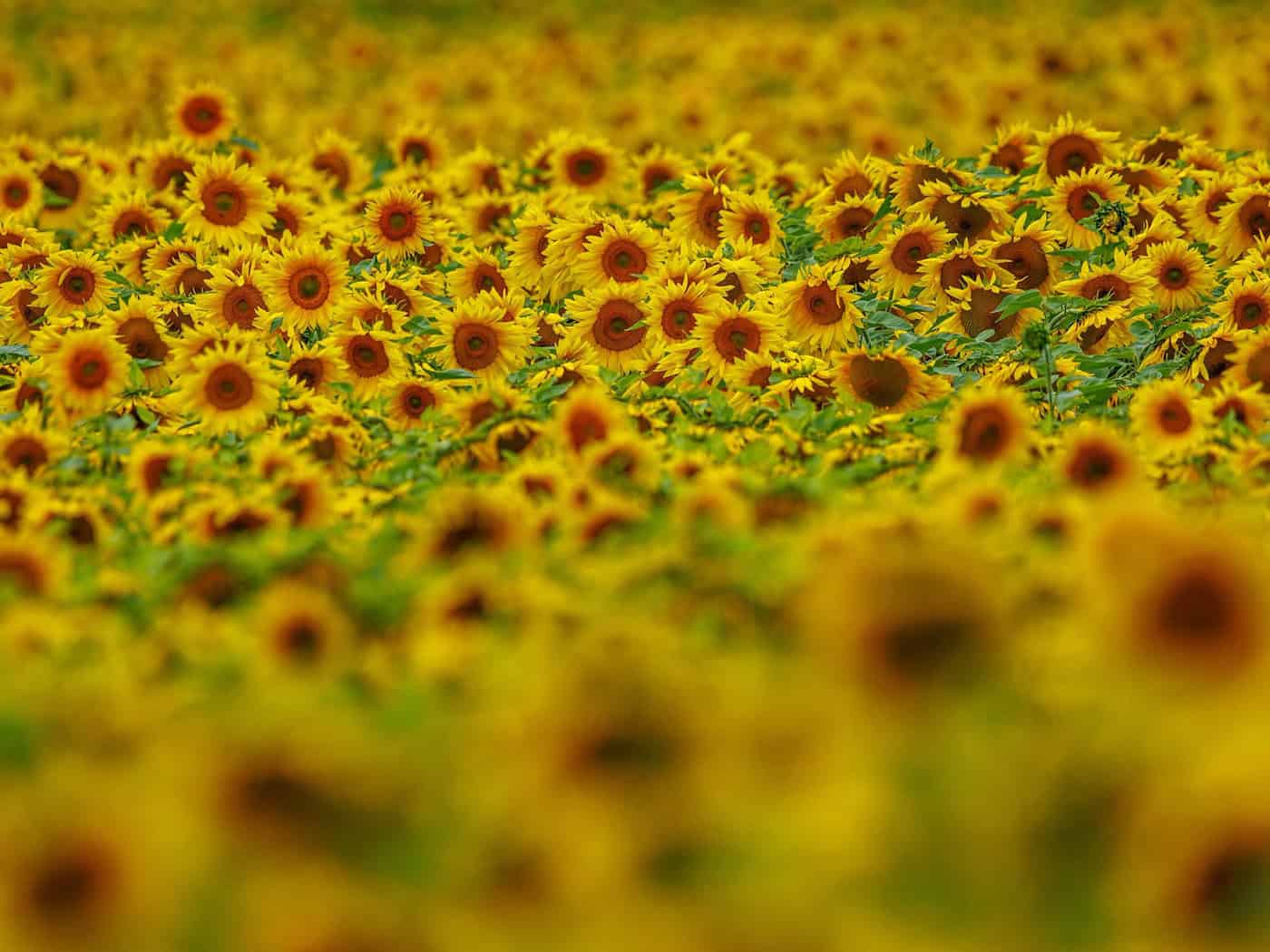 Gelbes Blütenmeer - Sonnenblumenanbau boomt