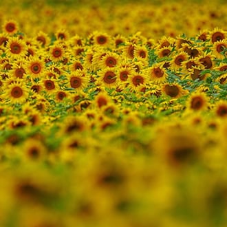 Gelbes Blütenmeer - Sonnenblumenanbau boomt