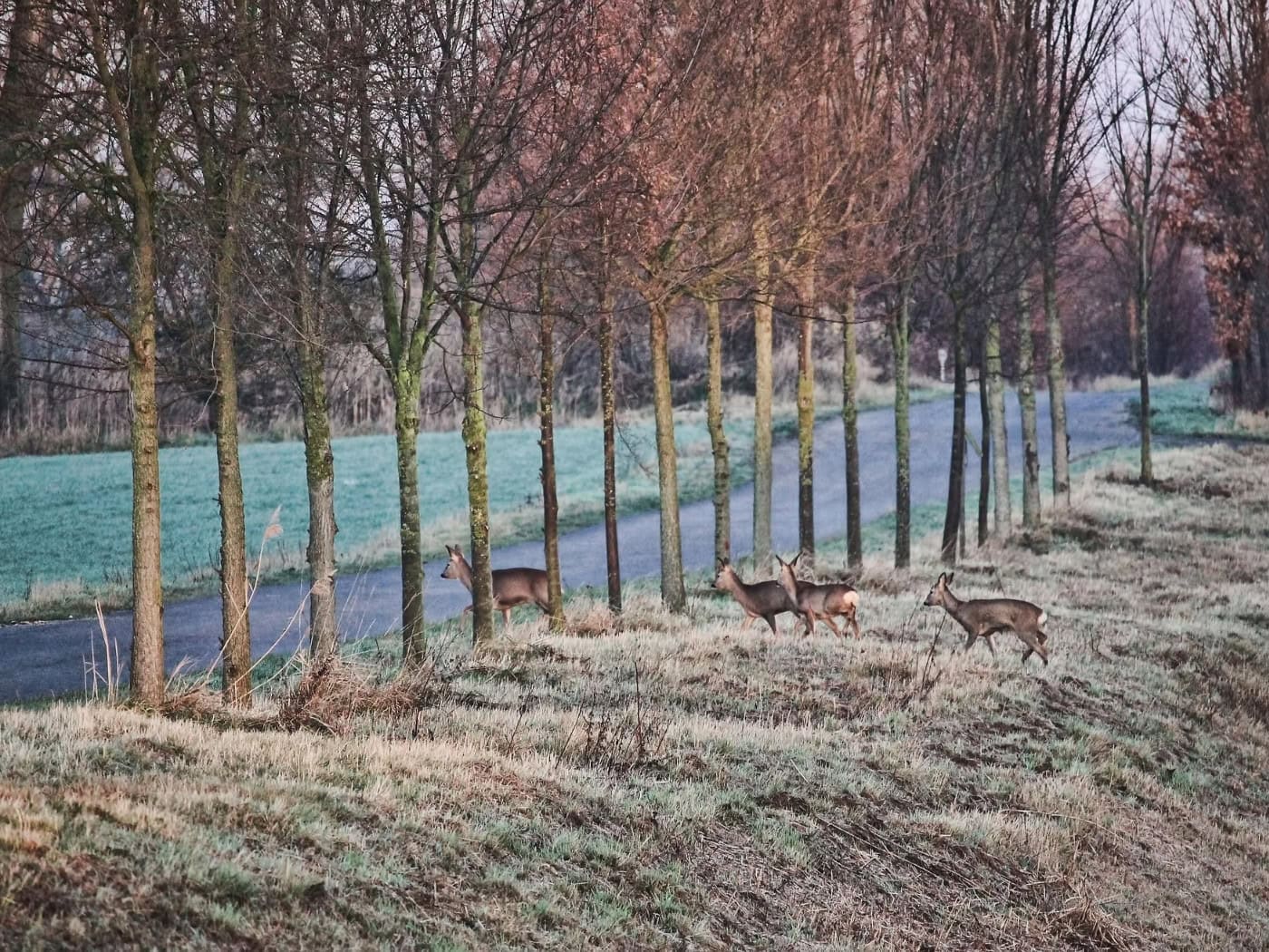 Drei Rehe überqueren eine Straße in einem lichten Waldgebiet mit kahlen Bäumen und grasbewachsenem Boden.
