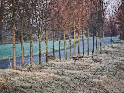 Drei Rehe überqueren eine Straße in einem lichten Waldgebiet mit kahlen Bäumen und grasbewachsenem Boden.
