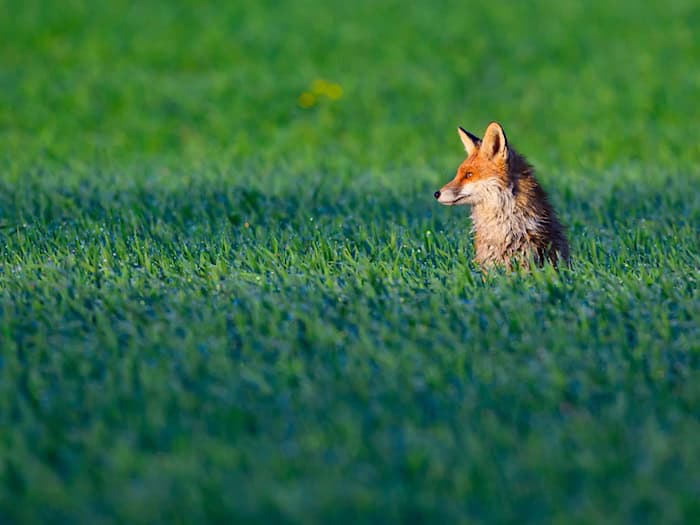 Einsatzkräfte haben einen Fuchs aus einer Falle gerettet. (Symbolbild) / Foto: Patrick Pleul/dpa