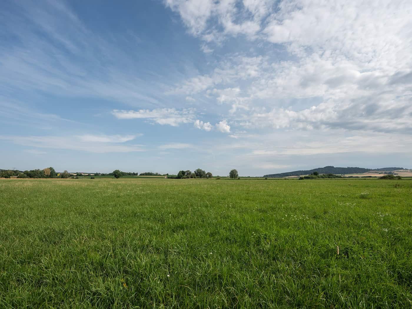 Herbstgrasmilben in Thüringen: Etabliert, Vorkommen nicht erfasst
