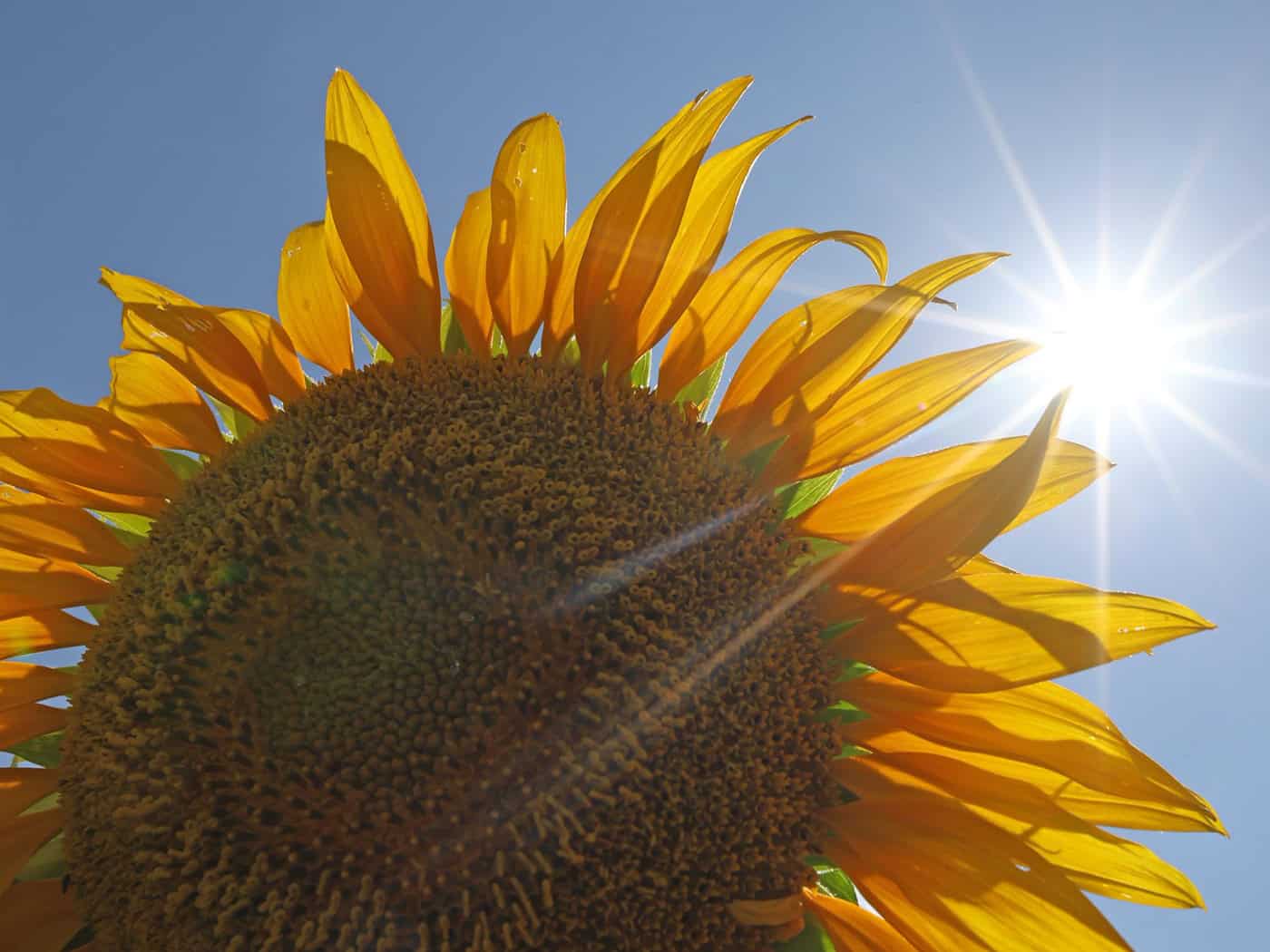 Juli in Thüringen: Sonne satt, kaum Regen und Hitze