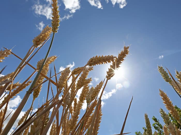 Nach einem noch vergleichsweise frischen Tag kehrt der Sommer zurück: Bereits ab Donnerstag steigen die Temperaturen wieder deutlich an. (Archivbild) / Foto: Matthias Bein/dpa