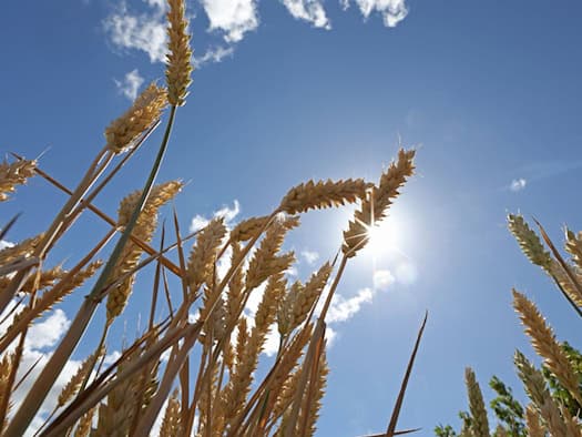 Letzte Abkühlung vor Rückkehr des Sommers in Sachsen, Sachsen-Anhalt und Thüringen