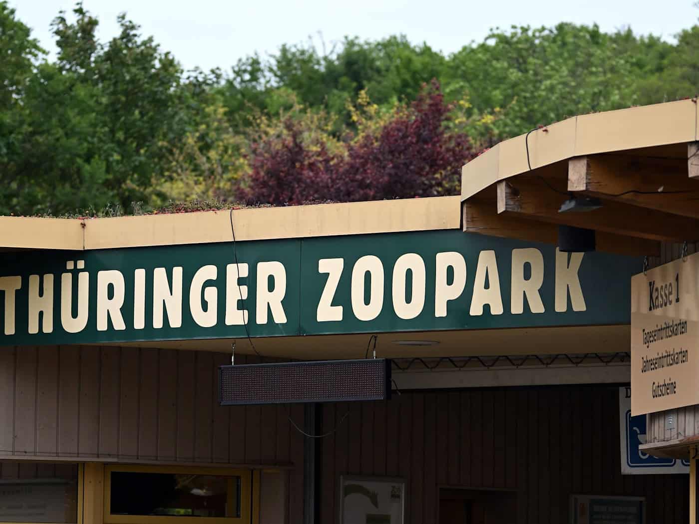 Zoopark Erfurt: Roter Panda Lilli zieht in neue Anlage ein