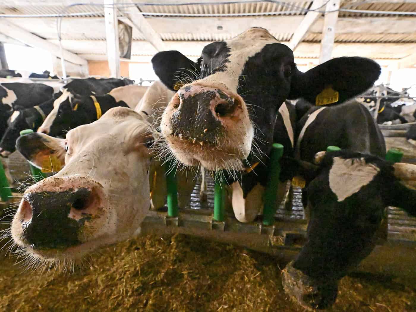 In der Thüringer Landwirtschaft arbeiteten zuletzt noch 11.338 Menschen.  / Foto: Martin Schutt/dpa