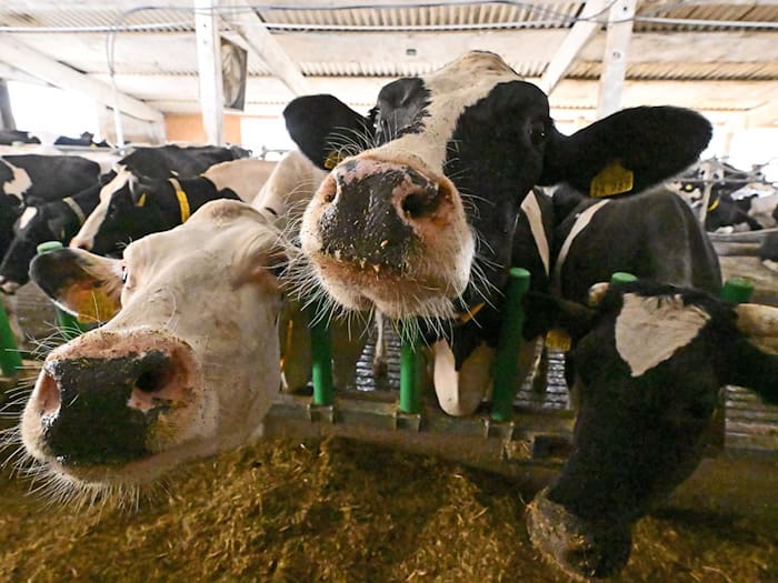 Saisonkräfte aus dem Ausland bleiben für Ernte unentbehrlich