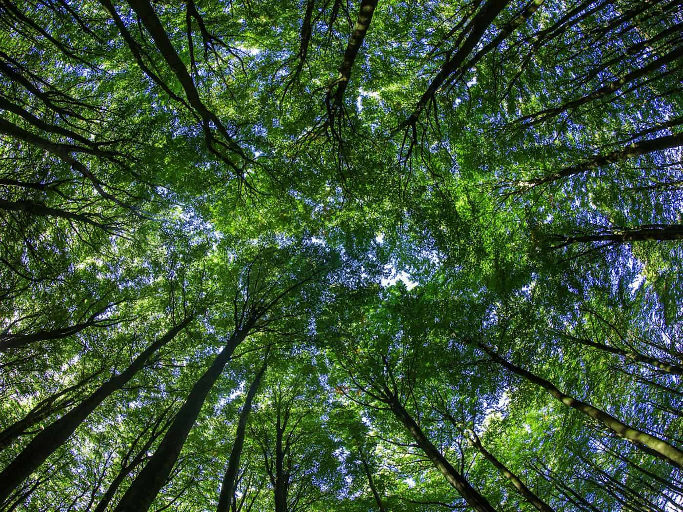 Eine Grundschule, an der die Schülerinnen und Schüler regelmäßig in den Wald gehen, erhielt einen Sonderpreis. (Symbolbild) / Foto: Jens Büttner/dpa/dpa-tmn