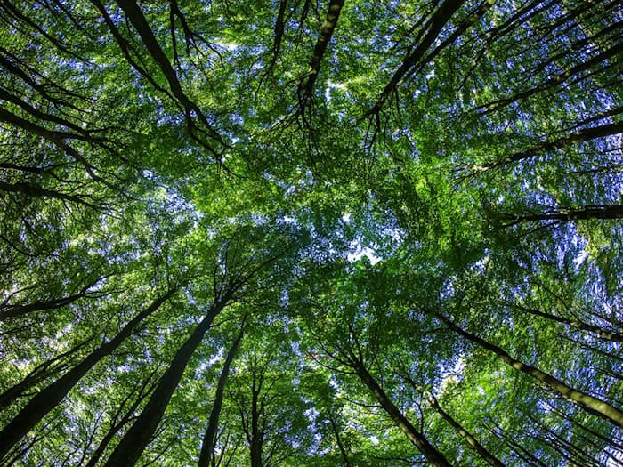 Eine Grundschule, an der die Schülerinnen und Schüler regelmäßig in den Wald gehen, erhielt einen Sonderpreis. (Symbolbild) / Foto: Jens Büttner/dpa/dpa-tmn