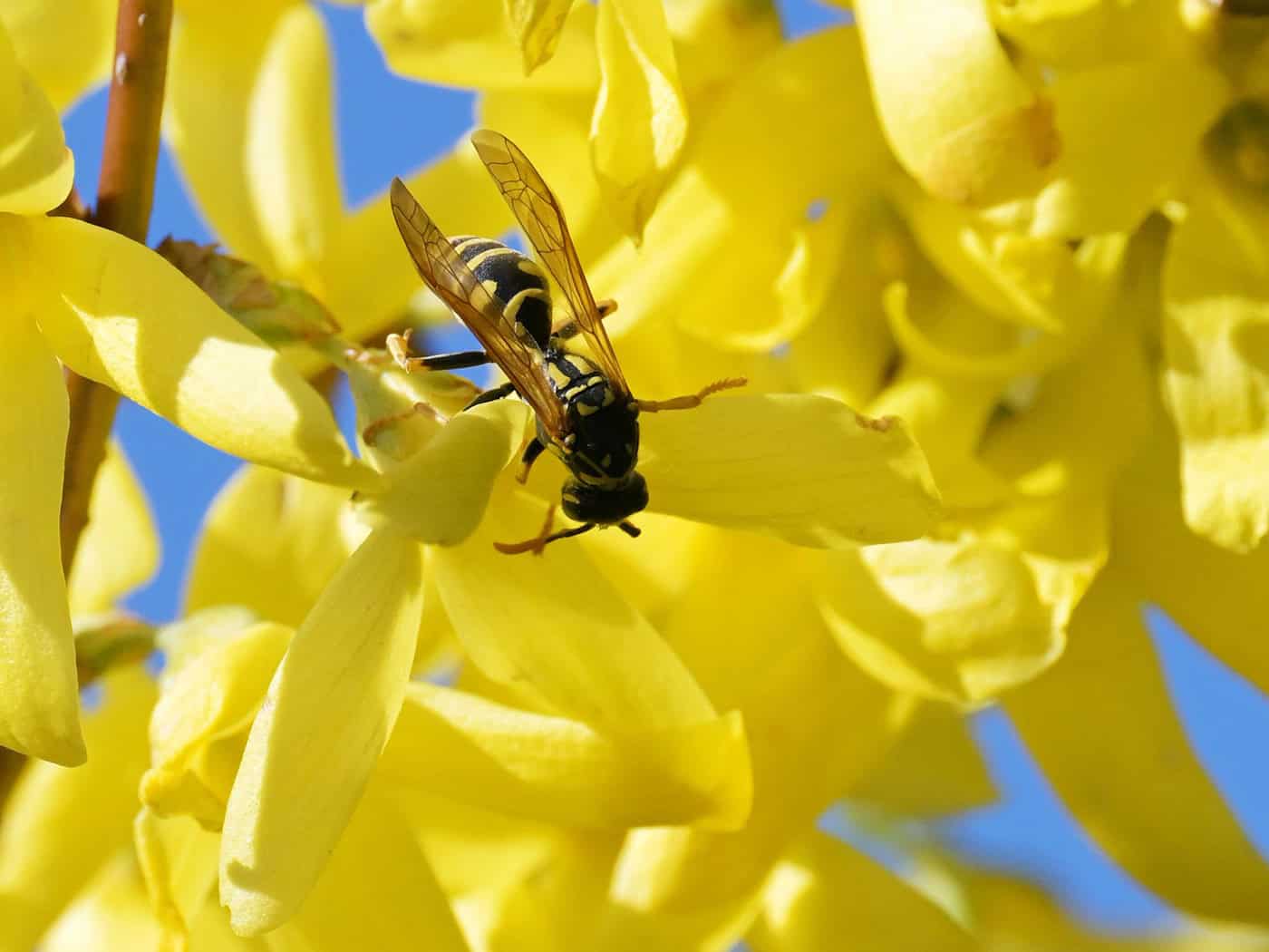  Bis Mitte August erreichen die Insekten den Höhepunkt ihrer Entwicklung. (Symbolbild) / Foto: Michael Bahlo/dpa