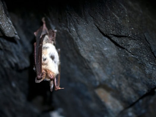 Bedrohte Fledermäuse in Thüringen: 19 von mehr als 20 Arten auf Roter Liste