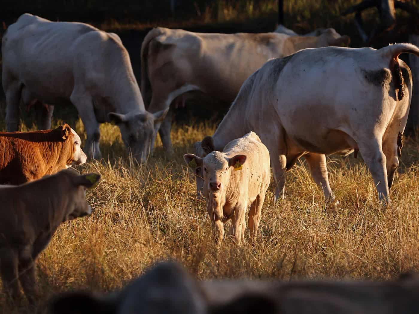 Thüringer Landwirte fürchten Futterknappheit nach Hitze und Trockenheit