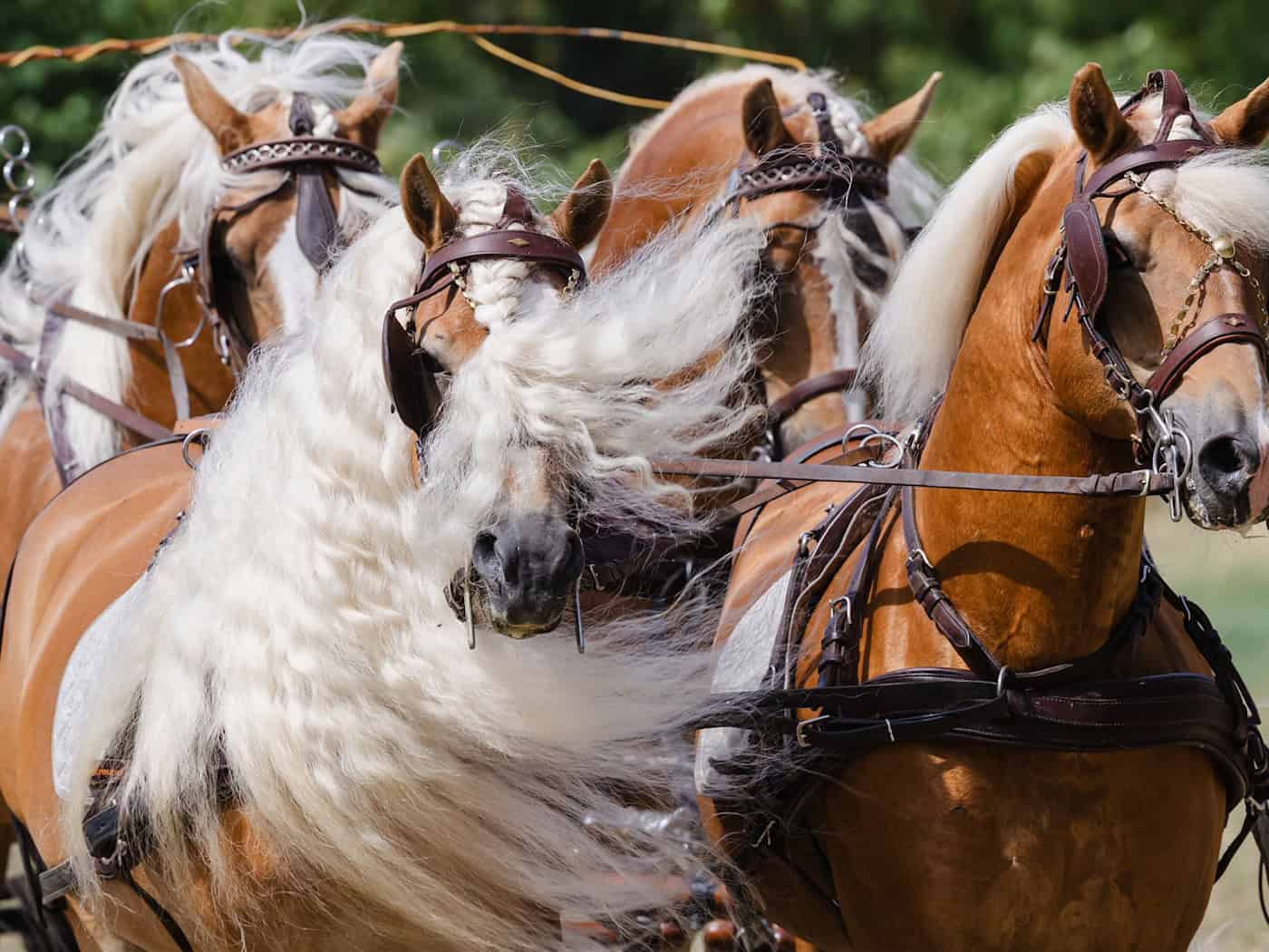 70 Jahre Haflinger-Zucht in Meura: Tradition in Ostthüringen